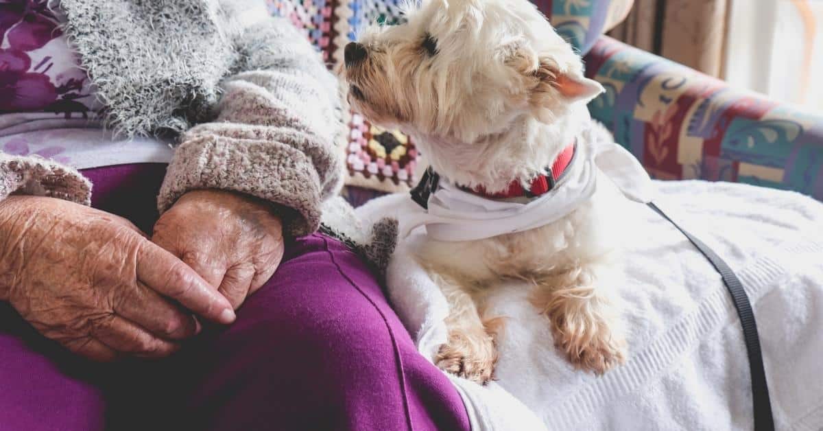 pet therapy dog